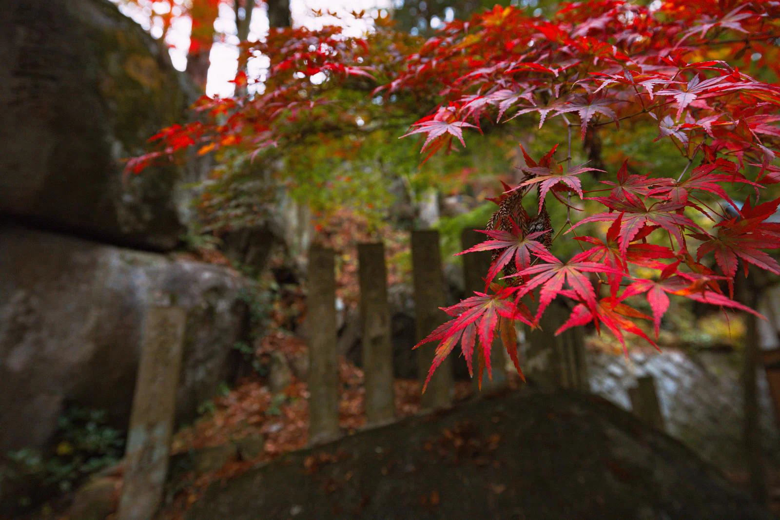 画像8712： 静岡県西部の紅葉スポット特集！11月は秋のお出かけを楽しもう